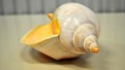 A volute specimen